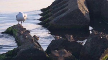 Martılar ve denizde buzlu serçeler. Yaz Futbol. Karadeniz, Ukrayna, Europe