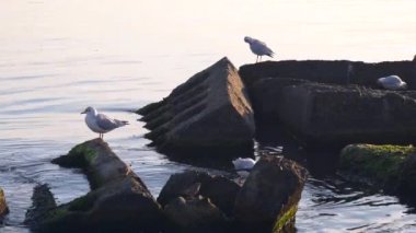 Martılar sahil üzerinde. Dalgalar parlak güneşli yaz günü. Karadeniz Odessa Ukrayna