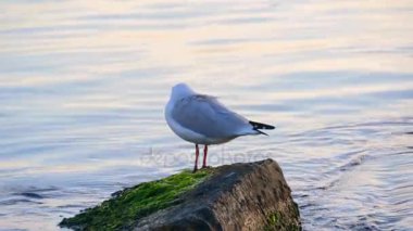 Martılar sahil üzerinde. Dalgalar parlak güneşli yaz günü. Karadeniz Odessa Ukrayna