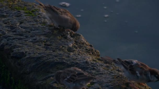 Moineaux Sur Les Rochers Dans Mer Été Moning — Video