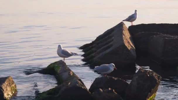Γλάροι Στην Ακρογιαλιά Κύματα Φωτεινή Ηλιόλουστη Καλοκαιρινή Μέρα Μαύρη Θάλασσα — Αρχείο Βίντεο