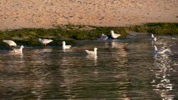 Gabbiani Seashore Waves Bright Sunny Summer Day Mar Nero Odessa — Video Stock