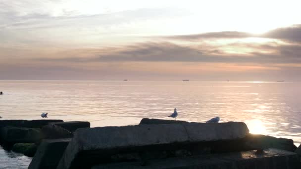Martılar Sahil Üzerinde Dalgalar Parlak Güneşli Yaz Günü Karadeniz Odessa — Stok video
