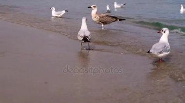 Martılar sahil üzerinde. Dalgalar parlak güneşli yaz günü. Karadeniz Odessa Ukrayna