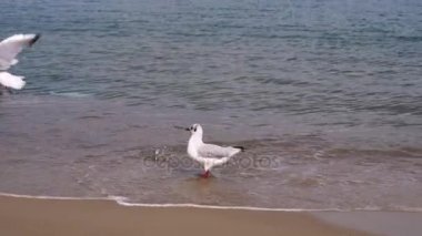 Plastik torba içinde su. Martılar sahil üzerinde. Dalgalar parlak güneşli yaz günü. Karadeniz Odessa Ukrayna