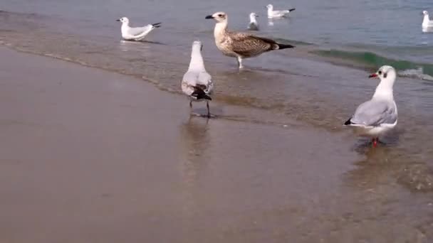 Чайки Березі Моря Хвилі Яскравий Сонячний День Літа Чорноморський Одеса — стокове відео