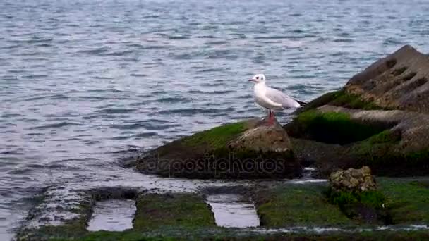 Gaviota Sea Pier Rocks Mar Negro Europa — Vídeo de stock