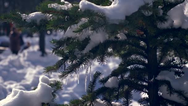 Сніг Ящірки Ялинку Крупним Планом Сонячний Зимовий День Міському Парку — стокове відео