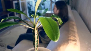 Genç Tv izlerken kanepede evde adam. 4 k 60p fps