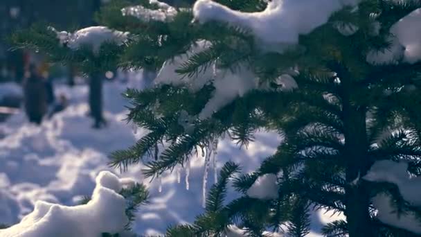 60P Zasněžené Jedle Městském Parku Nový Rok Vánoční Svátky Lidé — Stock video