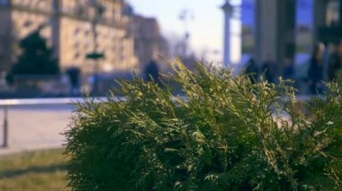 İnsanlar Meydanı'nda yürürken, insanlar. Kentsel yeşil alan. Beyaz sedir bitki. Meydan Nezalezhnosti Khreshchatyk'a sokak. Kiev Ukrayna. Nisan 2018