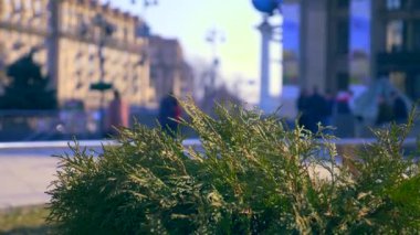 İnsanlar Meydanı'nda yürürken, insanlar. Kentsel yeşil alan. Beyaz sedir bitki. Meydan Nezalezhnosti Khreshchatyk'a sokak. Kiev Ukrayna. Nisan 2018