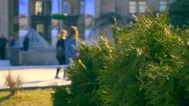 Gente Caminando Plaza Espacio Verde Urbano Planta Cedro Blanco Calle — Vídeos de Stock