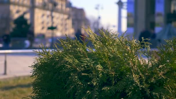 Lidí Kteří Jdou Náměstí Městská Zeleň White Cedar Rostlina Maidan — Stock video