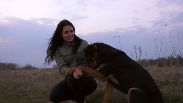 Kluger Hund Gibt Pfote Weiblicher Hand Junge Frau Streichelt Obdachlosen — Stockvideo