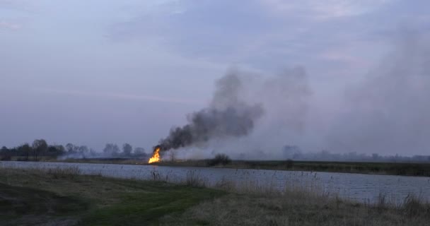 Wildvuur Brandt Het Veld Bij Rivier Vuur Droge Grasvlakten Goeienavond — Stockvideo