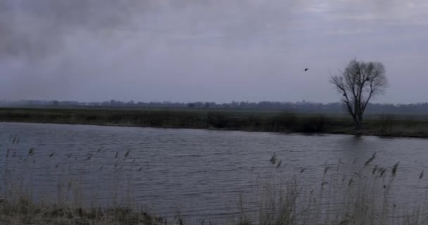 Fågeln Flyger Över Floden Kvällen Wildfire Fältet — Stockvideo