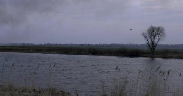 Oiseau survolant la rivière en soirée. Incendie sur le terrain 