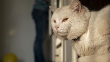 Mutfakta Beyaz Kedi Oturur, Kalkar ve Uzaklaşır. Akşam güneşi ışığı. Yavaş çekim