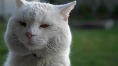 4K Yakın plan Yorgun Beyaz Kedi Arka Bahçe Yeşil Arkaplanda Esniyor. 2x Yavaş çekim 0.5 hız 60p