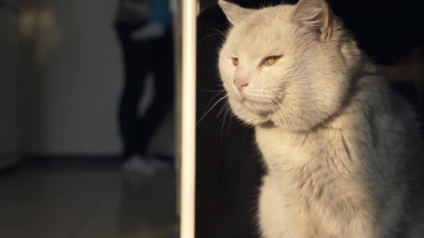 Κοντινό Πλάνο White Cat Κάθεται Στην Κουζίνα Ενώ Housewife Μαγείρεμα — Αρχείο Βίντεο