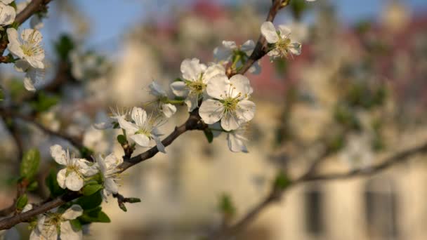 裏庭に梅の木の花 カントリーサイドのブラーバックグランドコテージハウスで 春の夜農村部で日光 2倍スローモーション0 Fps — ストック動画