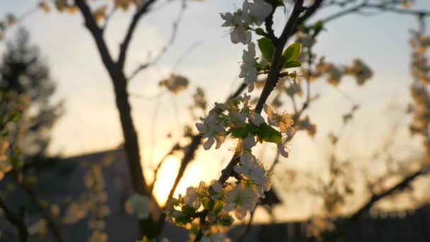 Цветок Сливы Заднем Дворе Размытом Фоне Дом Сельской Местности Весенний — стоковое видео