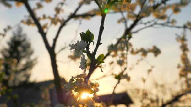 裏庭に梅の木の花 カントリーサイドのブラーバックグランドコテージハウスで 春の夜農村部で日光 2倍スローモーション0 Fps — ストック動画