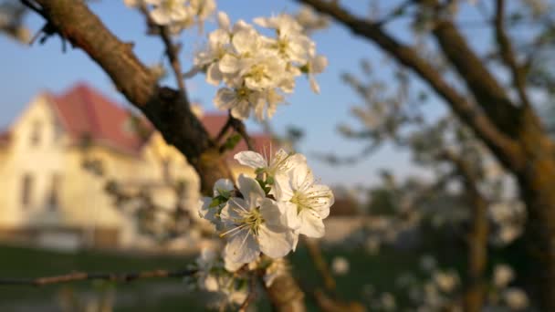 Plum Tree Blossom Backyard Inglés Fondo Borroso Casa Campo Campo — Vídeo de stock