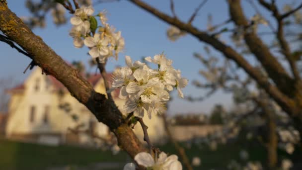 Pflaumenbaumblüte Hinterhof Auf Verschwommenem Hintergrund Ferienhaus Auf Dem Land Frühlingshafte — Stockvideo