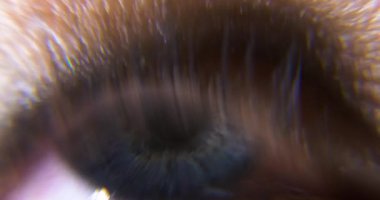 Dişi Mavi Göz. Göz bebeği Iris Retina Gözbebeği Kornea. Yakından Göz Kırp. Yakın çekim.