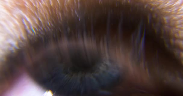 Weibliches Blaues Auge Augapfel Iris Retina Pupille Hornhaut Blink Open — Stockvideo