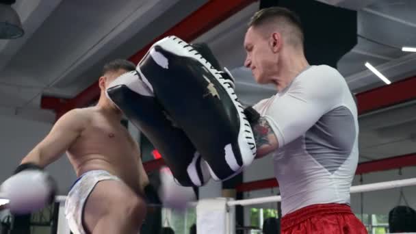 Two Muay Thai Boxers Practicing Kicks Punches Punch Pads Martial — Vídeos de Stock