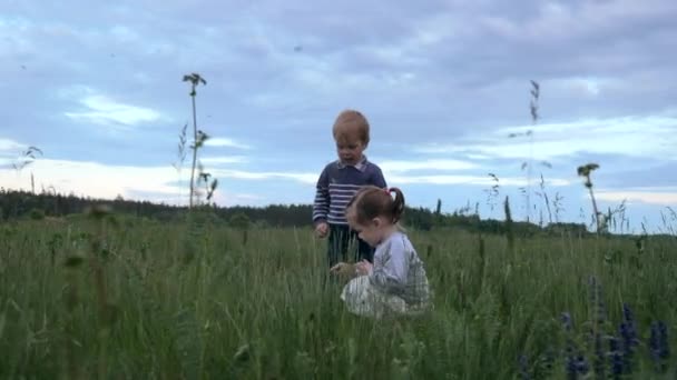 小さな男の子と女の子は野生の花をパック 畑の高い草の間に花を摘む幸せな子供たち スローモーション — ストック動画