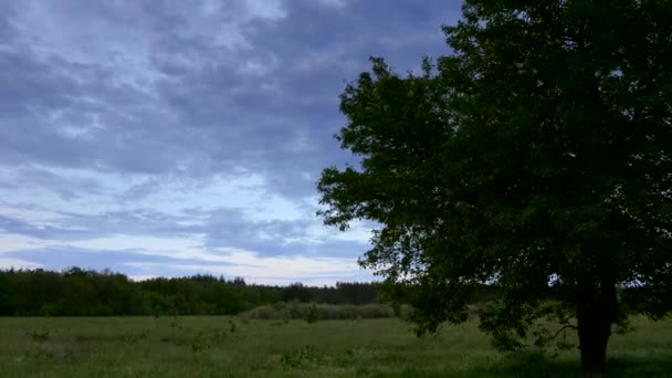 Abends Bewölkter Himmel Über Grasfeld Und Waldpanorama Frühlingshafter Abendhimmel Über — Stockvideo