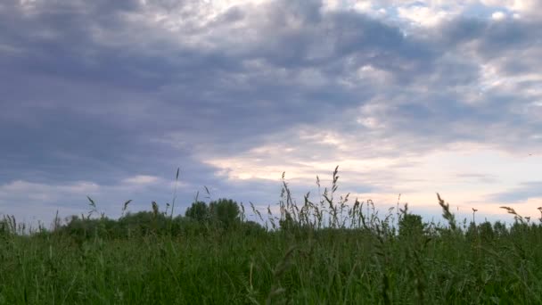 Akşam Bulutlu Gök Çimen Tarlası Orman Panoraması Nın Üstünde Lkbahar — Stok video