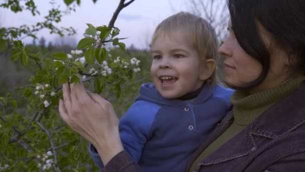 Мать Крупным Планом Показывает Своему Сыну Цветок Фруктового Дерева Весенний — стоковое видео