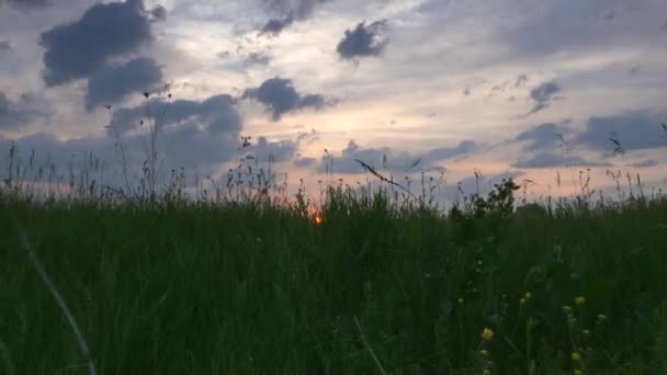 Spaziergang Durch Hohes Gras Gegen Sonnenuntergang Schöner Abendhimmel Über Grasfeld — Stockvideo