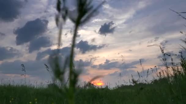 Wandelen Door Hoog Gras Richting Van Zonsondergang Mooie Avond Hemel — Stockvideo