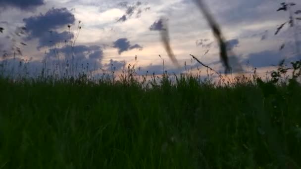 Caminando Través Hierba Alta Hacia Atardecer Hermoso Cielo Nocturno Sobre — Vídeos de Stock