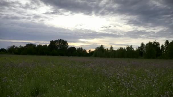 Wilde Bloemen Grasveld Het Platteland Regenwolken Bewolkte Lucht — Stockvideo
