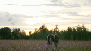 Çimenlikte Koşan Kadın. Kırsal kesim manzarası. Yağmurlu Bulutlar, Hava Durumu Bahar mevsimi. 2x Yavaş çekim - 60 FPS 'nin 1 / 2 hızı.