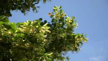 Arka bahçedeki ıhlamur ağacına üşüşen Boyalı Bayan Kelebekler. Yaz Aydınlık Günü. 2x Yavaş çekim - 60 FPS 'nin yarısı hız