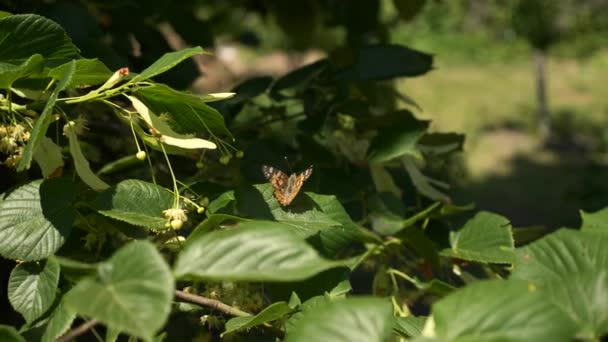 裏庭のリンデンツリーで暖まるペイントされた女性蝶 夏の明るい日 2倍スローモーション Fpsの半分の速度 — ストック動画