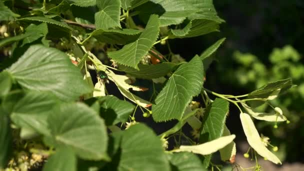 Zielony Bug Latanie Lądowanie Gałęzi Linden Tree Letni Dzień Jasności — Wideo stockowe