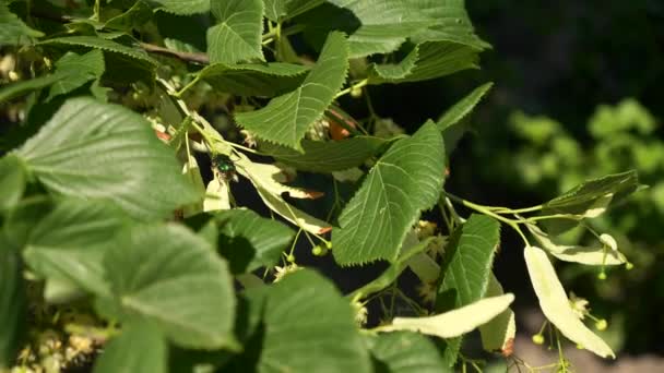 Green Bug Flying Landing Linden Tree Branch Summer Bright Day — Vídeos de Stock