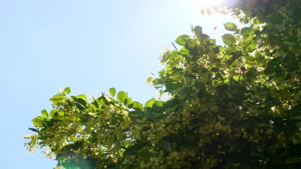 Bemalte Schmetterlinge Schwärmen Der Linde Hinterhofgarten Sommerheller Tag Zeitlupe Halbe — Stockvideo