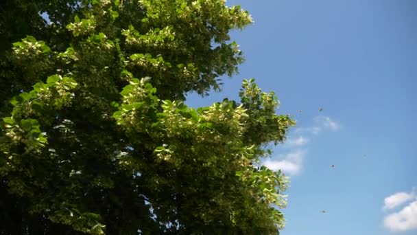 Malowane Motyle Motyle Rojące Się Drzewie Lipy Ogrodzie Podwórkowym Letni — Wideo stockowe