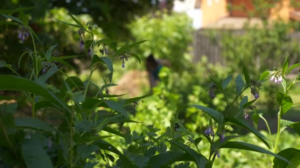 Sobre Fondo Borroso Mujer Azada Plantas Jardín Cultivando Patio Trasero — Vídeos de Stock