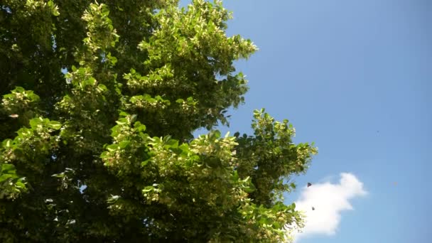 Painted Lady Butterflies Swarming Linden Tree Backyard Garden Summer Bright — Stock Video